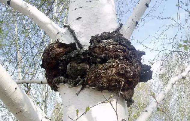 桦树茸是什么东西,桦树茸是什么植物