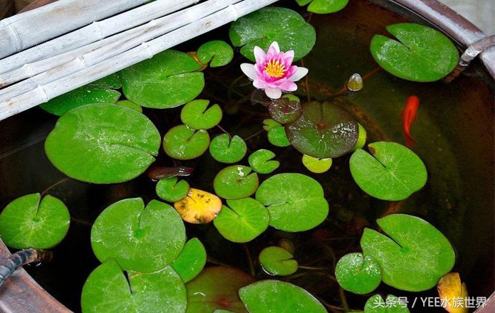 如何打造空气鱼缸,清道夫能打造空气鱼缸吗