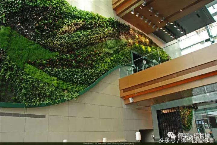 植物大战僵尸之父是中国人,植物墙创始人