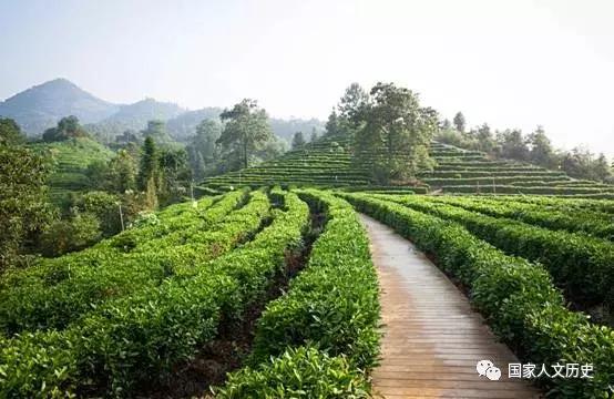 中国好茶价格,中国好茶价格多少