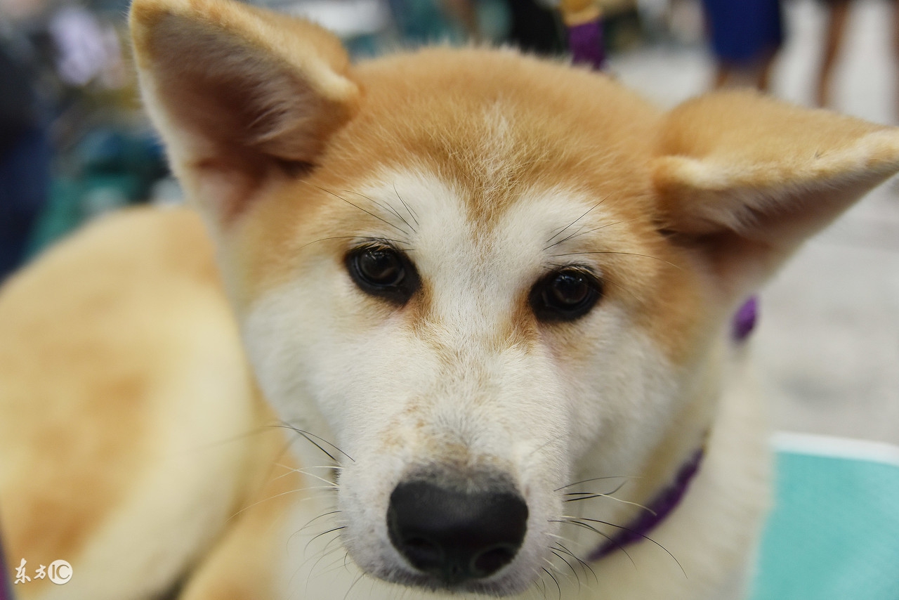 他居然能跟老鼠和流浪狗称兄道弟!付出就有回报,情感无分种群!