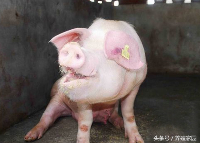 猪张嘴咳嗽喘气,猪张口喘气还叫是什么原因