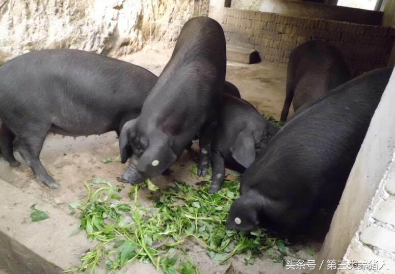 现在猪肉销售模式,浙江散养土猪销售