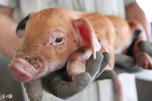 仔猪腹泻的治疗与防治措施,仔猪腹泻原因及防控措施有哪些