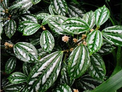 什么花好养又吸收尼古丁,屋里养什么绿植吸收尼古丁和尘土