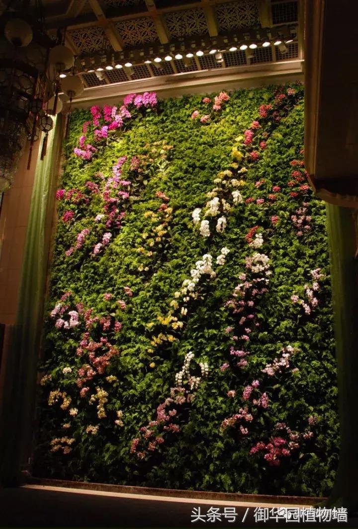 植物大战僵尸之父是中国人,植物墙创始人