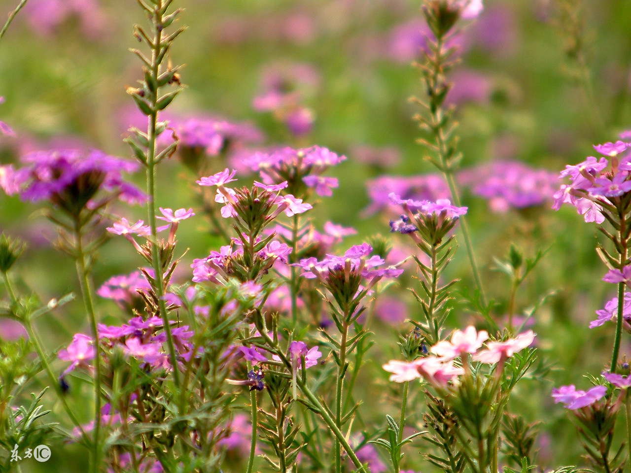 家里供奉的神像是怎么摆放的,家里神像怎么放