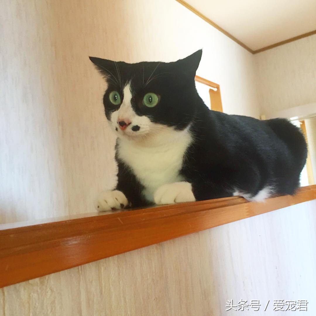 如何快速与胆小新猫咪建立感情,怎样和胆小的猫咪建立信任