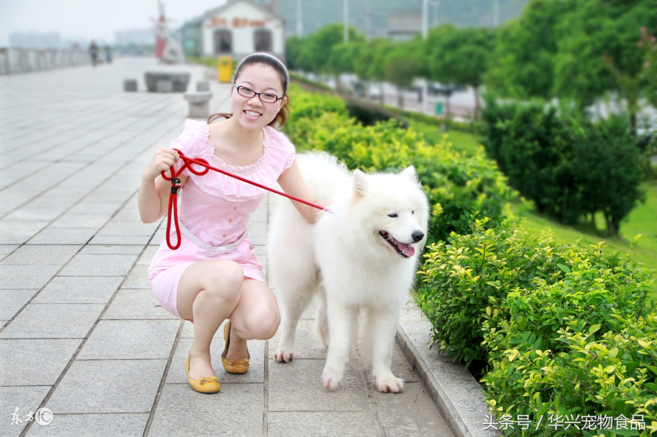 宠物狗狗拉稀用什么药,狗狗幼犬拉稀又带成形屎怎么回事