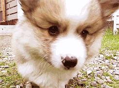 测一测你家狗能活多久!