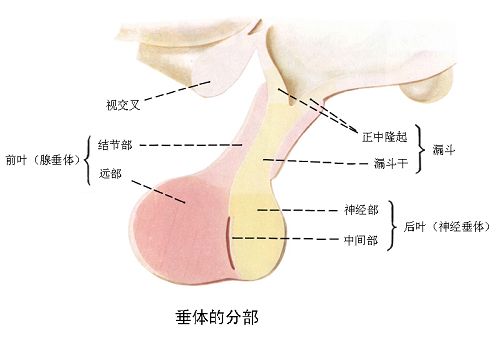 确诊垂体瘤，该怎么办