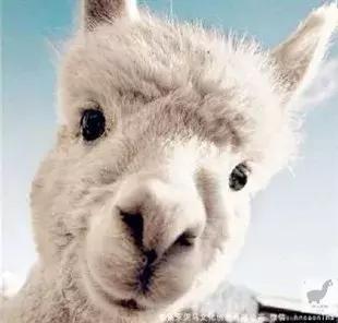 周杰伦喜欢的白葡萄酒,周杰伦喜欢喝什么酒