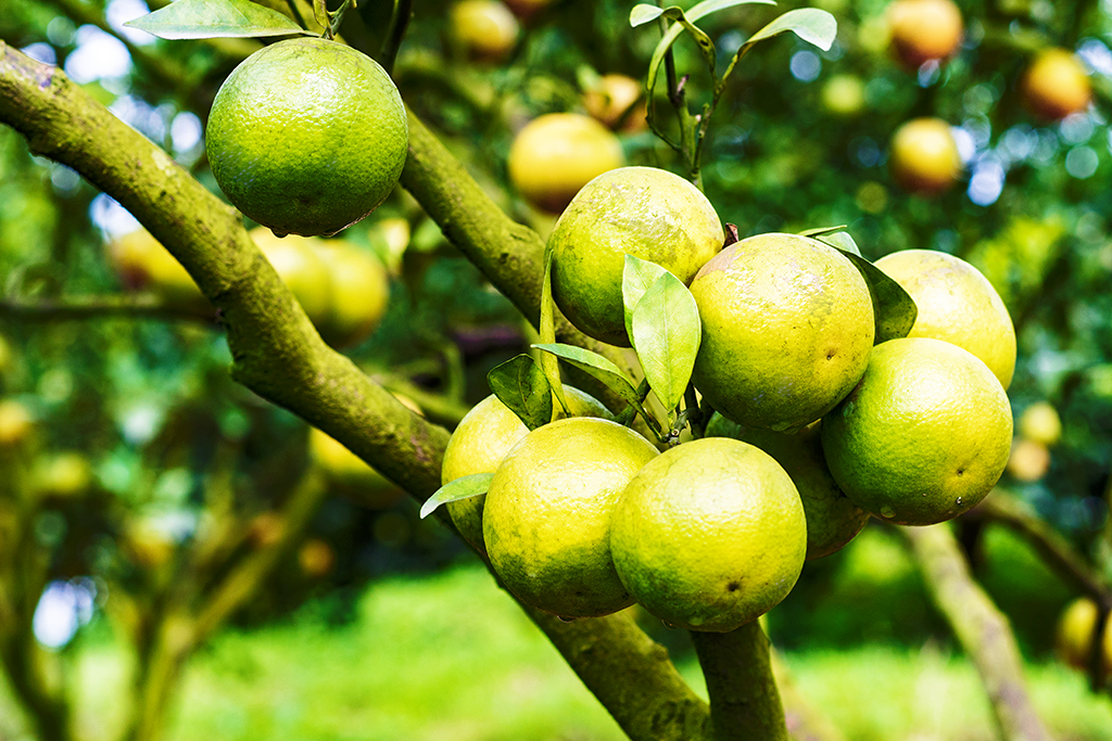 琼中绿橙发布会,琼中绿橙采摘旅游季