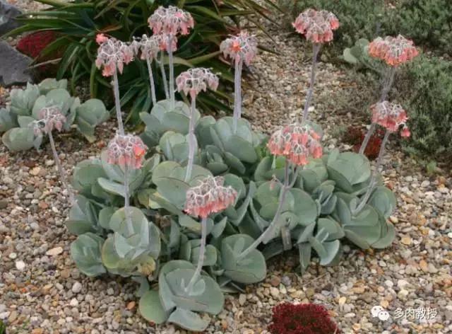 大连多肉在野外的生长环境,常见的一些多肉品种