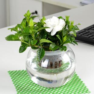 水培地瓜带来的惊喜,蓝色惊喜水培多肉