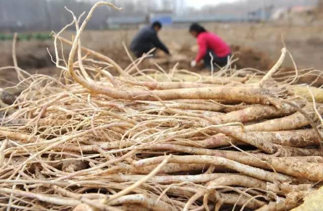 开春挖野菜教你轻松识别18种野菜,您知道春季最养肝护肝的野菜吗