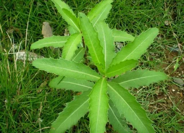 开春挖野菜教你轻松识别18种野菜,您知道春季最养肝护肝的野菜吗