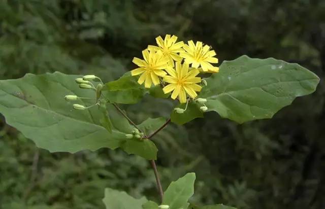 开春挖野菜教你轻松识别18种野菜,您知道春季最养肝护肝的野菜吗