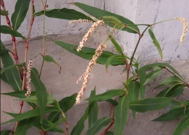 开春挖野菜教你轻松识别18种野菜,您知道春季最养肝护肝的野菜吗