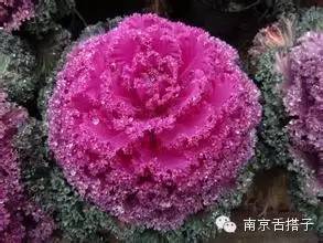 养肤护肤的食物,十大美肤食物排行