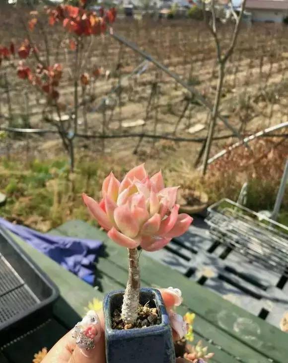 拇指盆栽欣赏,拇指小盆栽