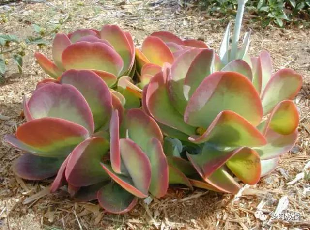 大连多肉在野外的生长环境,常见的一些多肉品种