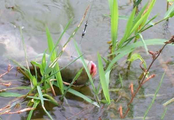 湛江千人钓鱼视频,疯狂钓鱼人钓到了最大的鱼