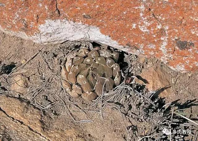 大连多肉在野外的生长环境,常见的一些多肉品种