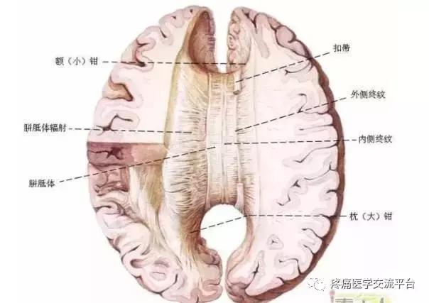 绘制神经系统的生理解剖图,人体骨骼血管神经系统解剖图