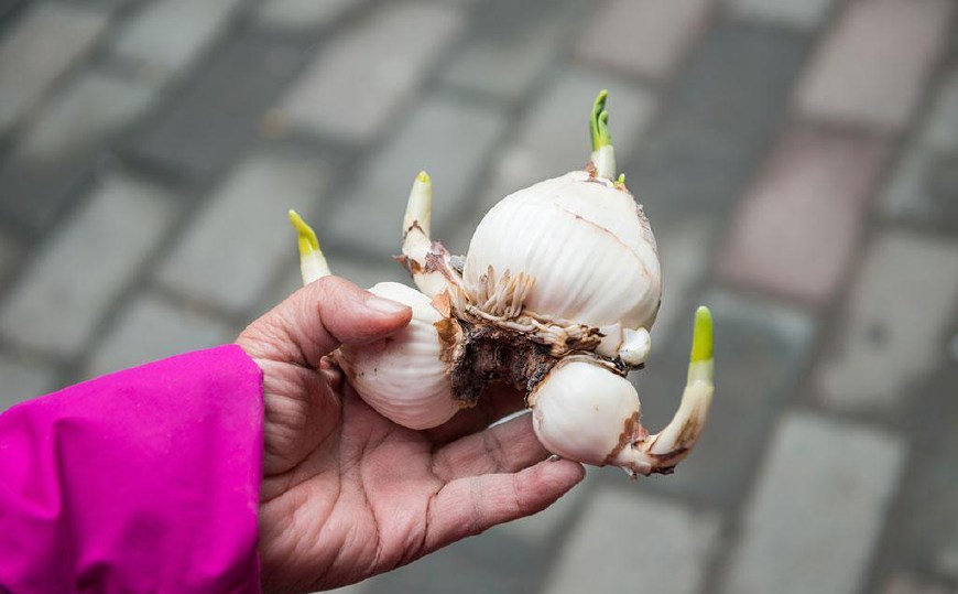 十种毒花不能养,十种大毒花家里经常养