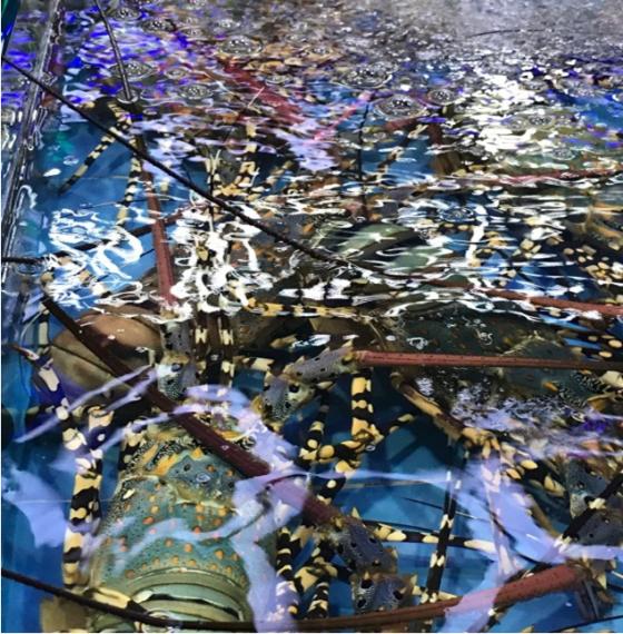 三亚送的14个免费海上游玩项目,三亚必买10件礼物