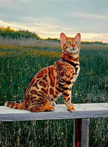 最贵的猫咪,世界上最贵的猫咪十大排名