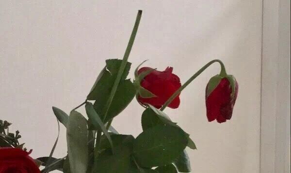 玫瑰养不开就枯了怎么办,玫瑰烂瓣怎么办