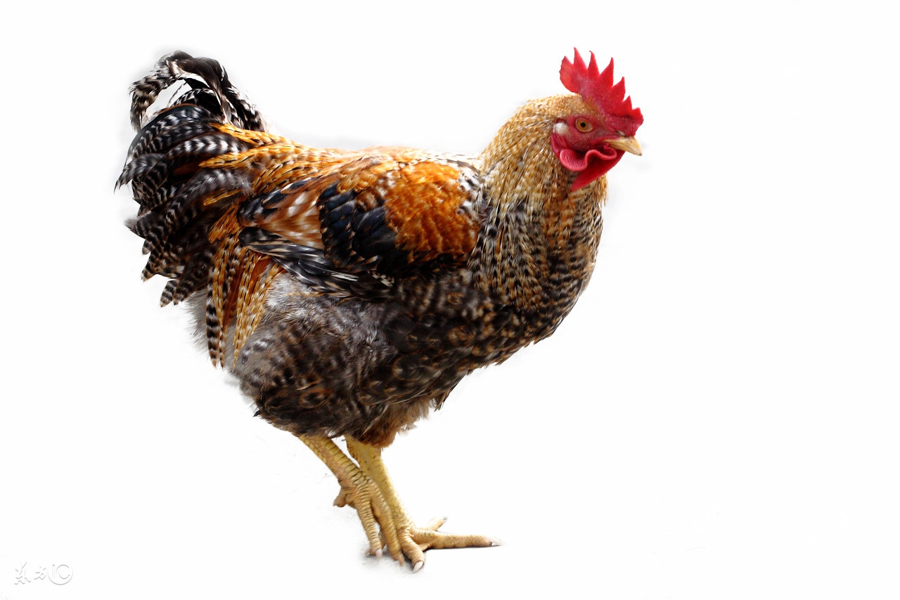 泰国花100块钱可以去哪里,1000元泰铢在泰国能玩几天