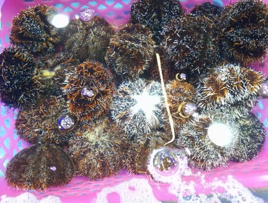 三亚必买10件礼物,三亚免税城购物攻略