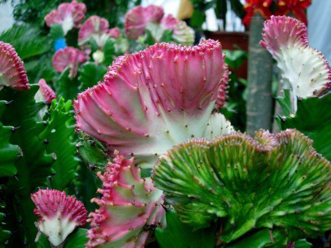 麒麟掌的毒性和危害,麒麟掌的汁液有没有毒素