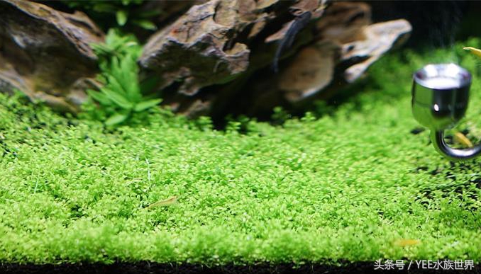 水草长不好什么原因,水草长得不好还长绿藻是怎么回事