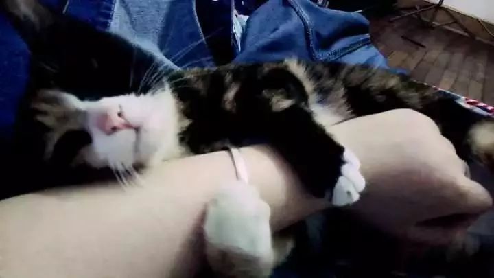 玳瑁猫最丑的猫,玳瑁猫长得好凶