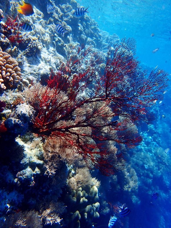 帕劳旅行全攻略,帕劳旅行攻略最佳方案