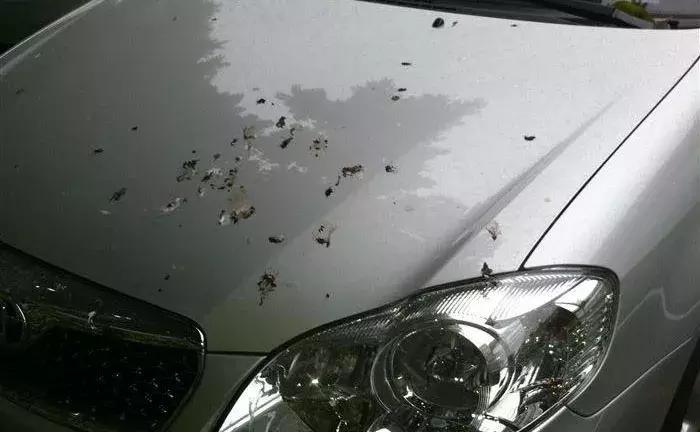 柏油清洗剂可以去除树胶鸟屎印吗,不伤车漆的去胶方法