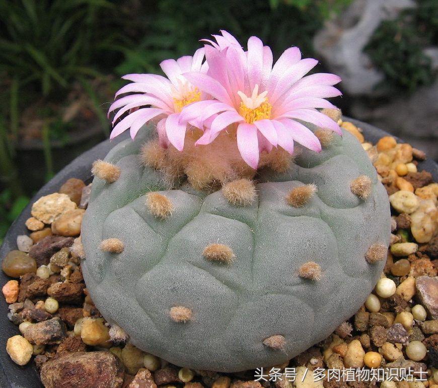 国外可以买的多肉,国外买植物