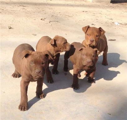 杜高幼犬vs比特幼犬,比特幼犬怎么挑