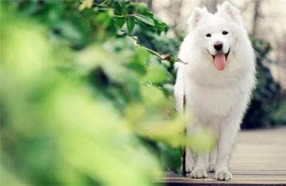 银狐犬和萨摩的区别有哪些？养银狐犬还是萨摩好？