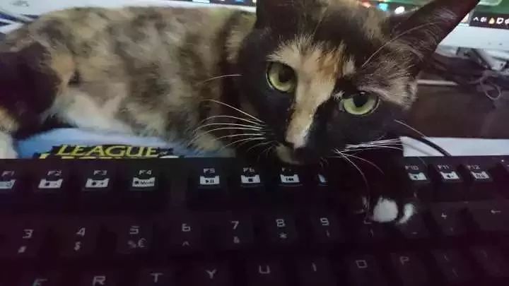 玳瑁猫最丑的猫,玳瑁猫长得好凶