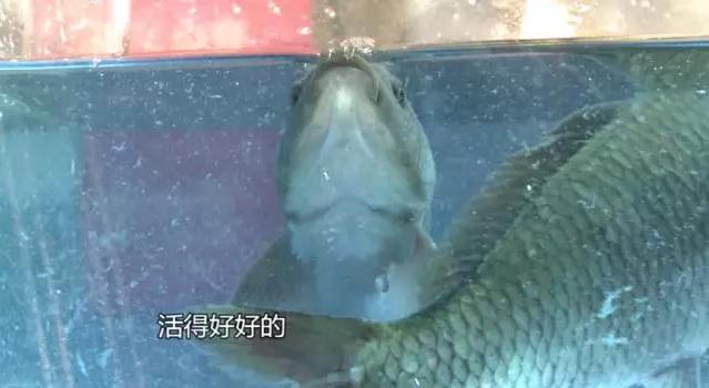 科普厦门海鲜市场,厦门哪里海鲜批发市场海鲜便宜