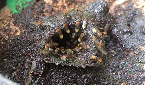 这“黑飞蚁”也叫蜜蜂，所有养蜂人都醉了