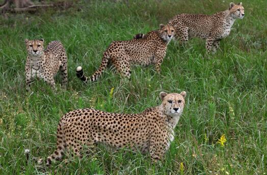 上海动物园和野生动物园哪个好玩,上海野生动物园面积多少平方千米