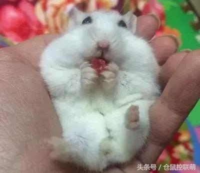 仓鼠怎么才能让它乖乖躺手,如何让仓鼠躺手且不咬手