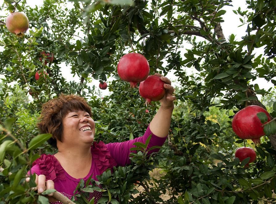 石榴裂开了嘴巴,石榴笑得裂开了嘴