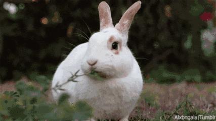 养一只兔子需要做什么,养只兔子做宠物